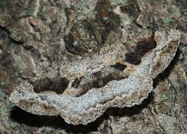 Attēlu rezultāti vaicājumam “Alcis repandata”