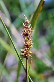 Attēlu rezultāti vaicājumam “Carex diandra”