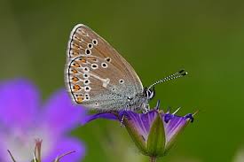 Attēlu rezultāti vaicājumam “Eumedonia eumedon underside”