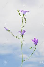 Attēlu rezultāti vaicājumam “Campanula patula”