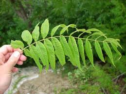 Attēlu rezultāti vaicājumam “Juglans x sinensis leaf”