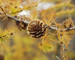 Attēlu rezultāti vaicājumam “Larix kaempferi fruit”