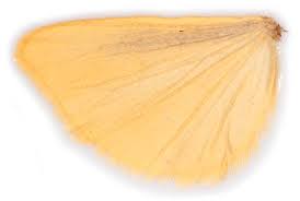 Attēlu rezultāti vaicājumam “Euphydrias aurinia underside”