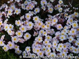 Attēlu rezultāti vaicājumam “Primula x margotae”