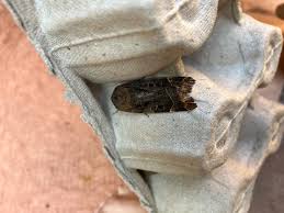 Attēlu rezultāti vaicājumam “Noctua fimbriata imago”