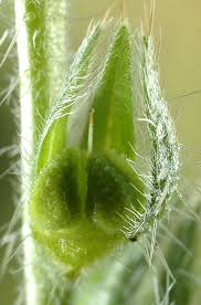 Attēlu rezultāti vaicājumam “Lycogala persicum sessile”