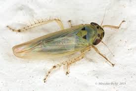 Attēlu rezultāti vaicājumam “Macrosteles sp.”