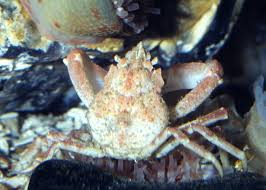 Image result for Hyas coarctatus