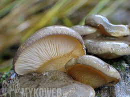 Attēlu rezultāti vaicājumam “Panellus serotinus”