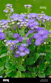 Image result for Ageratum mexicanum