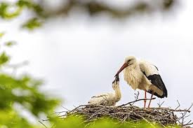 Attēlu rezultāti vaicājumam “Ciconia ciconia nest”