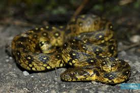 Attēlu rezultāti vaicājumam “Natrix natrix adult”