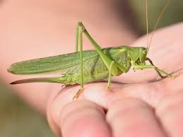 Attēlu rezultāti vaicājumam “Orthoptera”