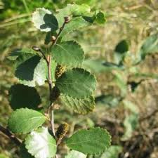Attēlu rezultāti vaicājumam “Betula nana female flower”