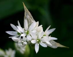 Attēlu rezultāti vaicājumam “Allium ursinum flower”