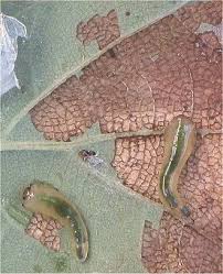 Attēlu rezultāti vaicājumam “Caliroa annulipes”