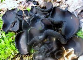 Attēlu rezultāti vaicājumam “Pseudoplectania nigrella”