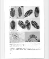 Attēlu rezultāti vaicājumam “Diachea dictyospora (syn. Craterium dictyosporum) young”