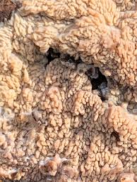 Attēlu rezultāti vaicājumam “Phlebia rufa”