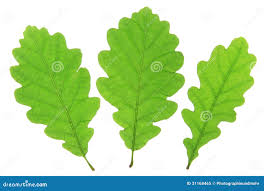 Attēlu rezultāti vaicājumam “Quercus robur leaf”
