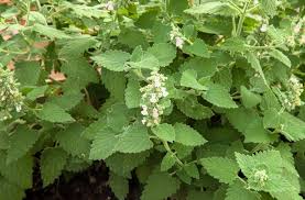 Image result for Nepeta cataria