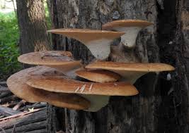 Attēlu rezultāti vaicājumam “Polypores”