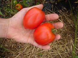 Afbeeldingsresultaat voor amish paste tomato