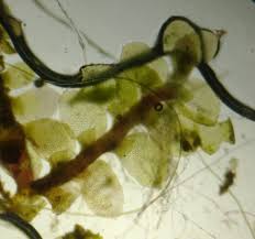 Attēlu rezultāti vaicājumam “Tritomaria exsectiformis”