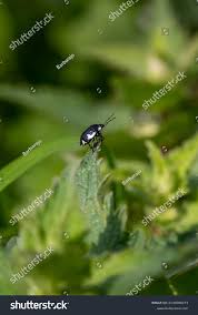 Attēlu rezultāti vaicājumam “Tritomegas bicolor nymph”