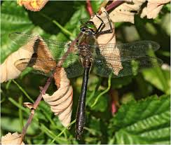 Attēlu rezultāti vaicājumam “Cordulia aenea”