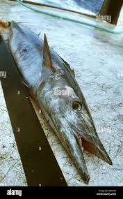 Image result for Acanthocybium solandri