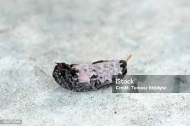 Attēlu rezultāti vaicājumam “Dermestes murinus”