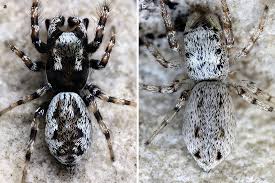 Attēlu rezultāti vaicājumam “Salticus sp.”