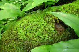 Attēlu rezultāti vaicājumam “Timmia megapolitana”