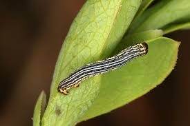 Attēlu rezultāti vaicājumam “Arichanna melanaria”