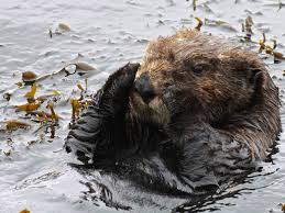Image result for Cults Otters Amateur Swimming Club