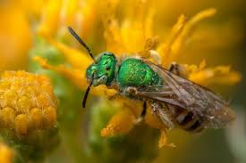 Attēlu rezultāti vaicājumam “Physatocheila smreczynskii”