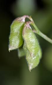 Attēlu rezultāti vaicājumam “Vicia hirsuta leaf”