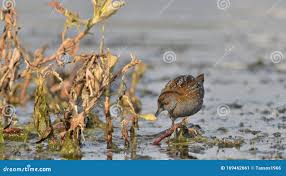 Image result for Porzana pusilla