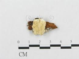 Attēlu rezultāti vaicājumam “Skeletocutis nivea”