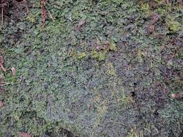 Attēlu rezultāti vaicājumam “Pellia endiviifolia sporophyte”