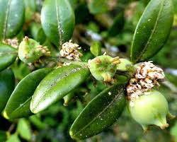Attēlu rezultāti vaicājumam “Buxus sempervirens flower”