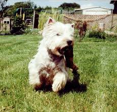 Hobby - West Highland White Terrier - Peggy Rewitz - Der Westie ...