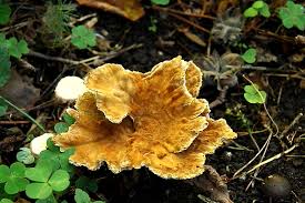 Attēlu rezultāti vaicājumam “Onnia tomentosa”