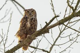 Attēlu rezultāti vaicājumam “Bubo bubo adult”