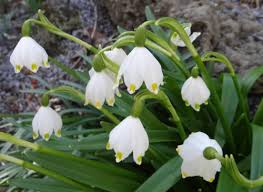 Attēlu rezultāti vaicājumam “Leucojum vernum var. carpathicum”