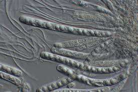 Attēlu rezultāti vaicājumam “Acrocordia gemmata”