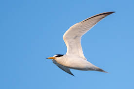 Attēlu rezultāti vaicājumam “Sternula albifrons”