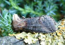 Attēlu rezultāti vaicājumam “Abrostola triplasia”