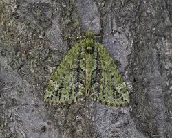 Attēlu rezultāti vaicājumam “Chloroclysta siterata”